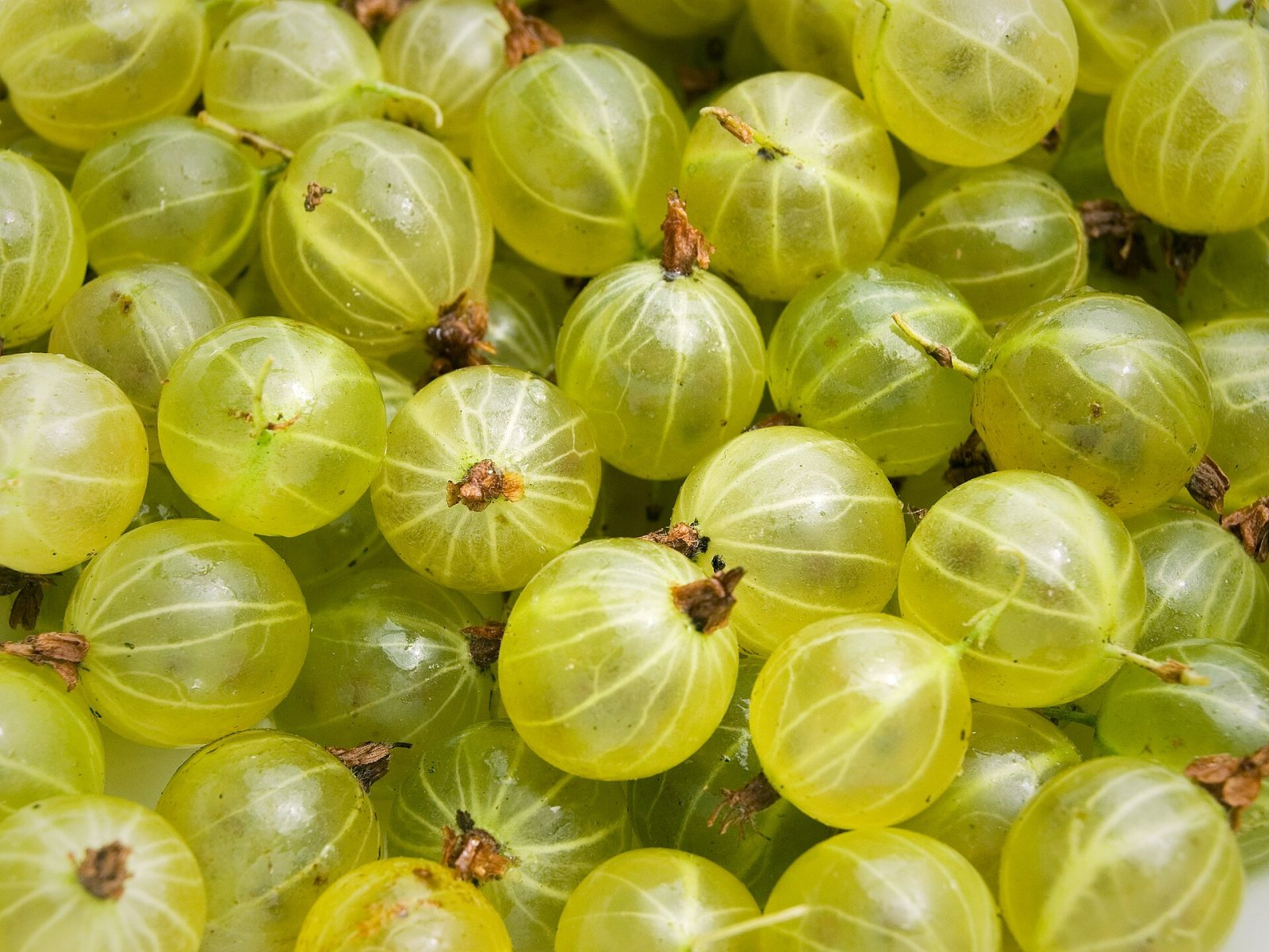 Egton Bridge Old Gooseberry Show