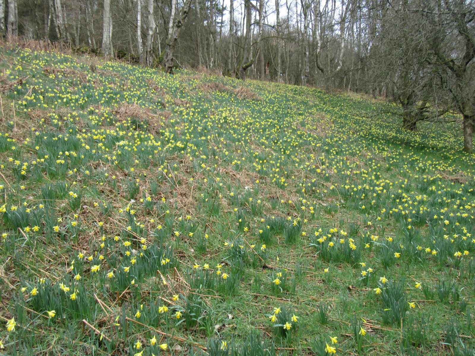 Farndale daffodil season