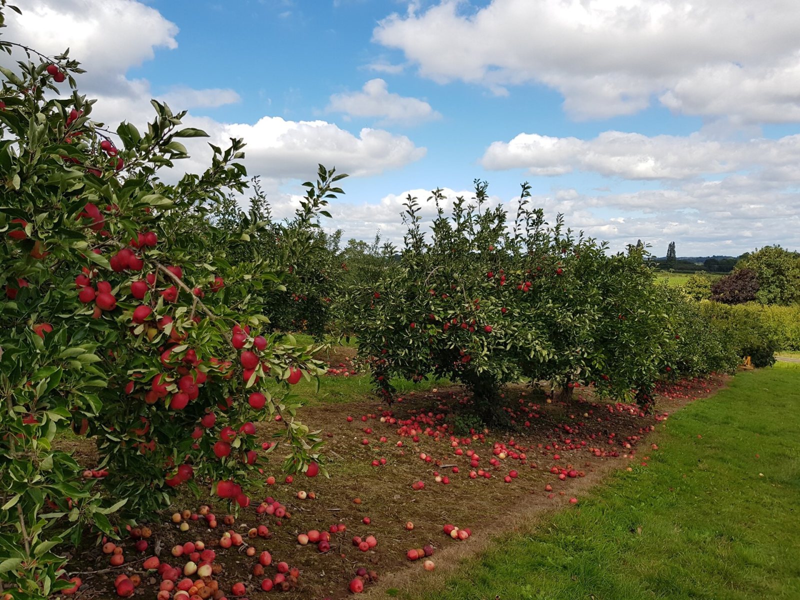 Apple Day at Helmsley Walled Garden