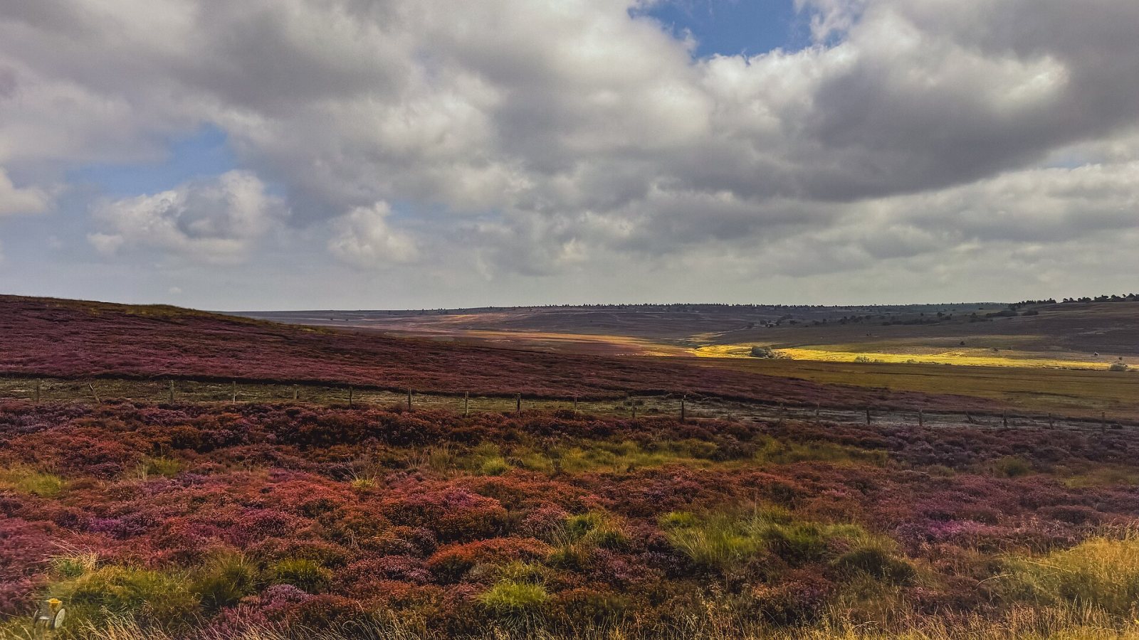 A week on the moors