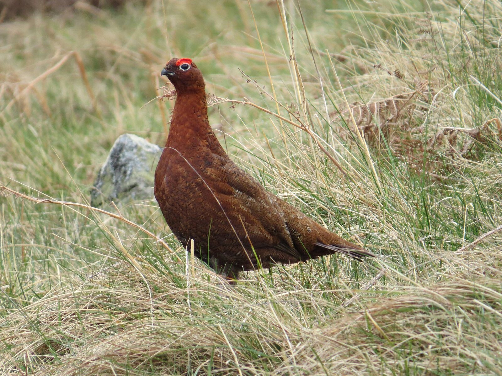 Wildlife of the moors and coast