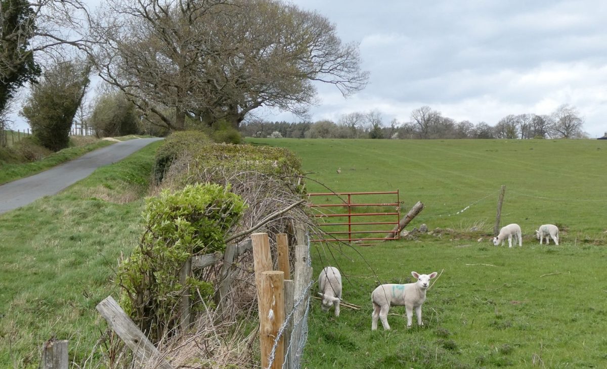 Easter on the moors
