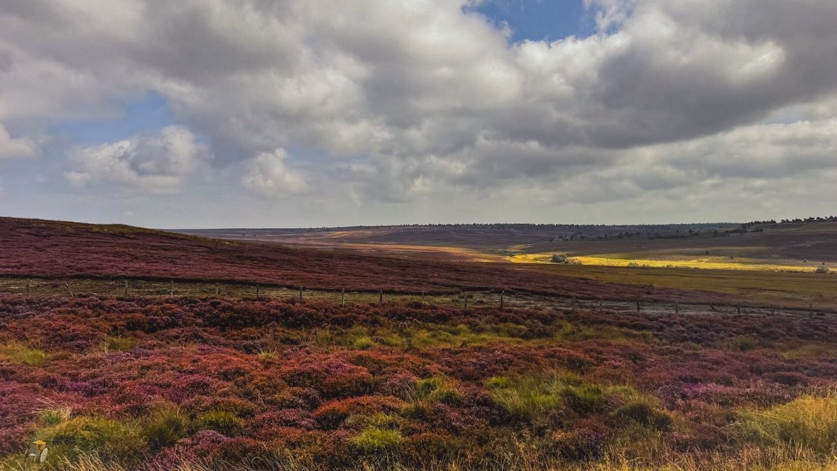 Heather season: the moors in purple