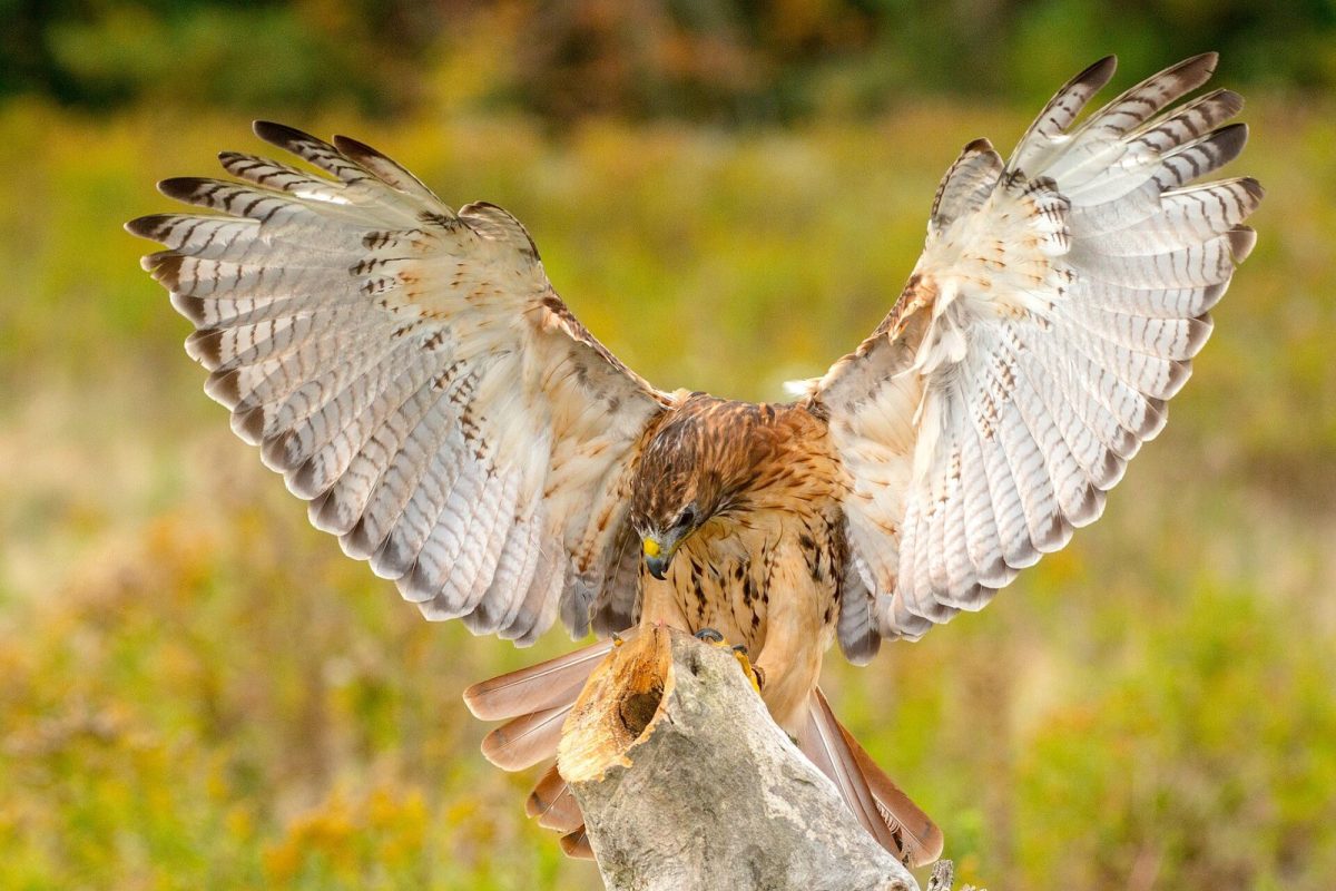 International Centre for Birds of Prey