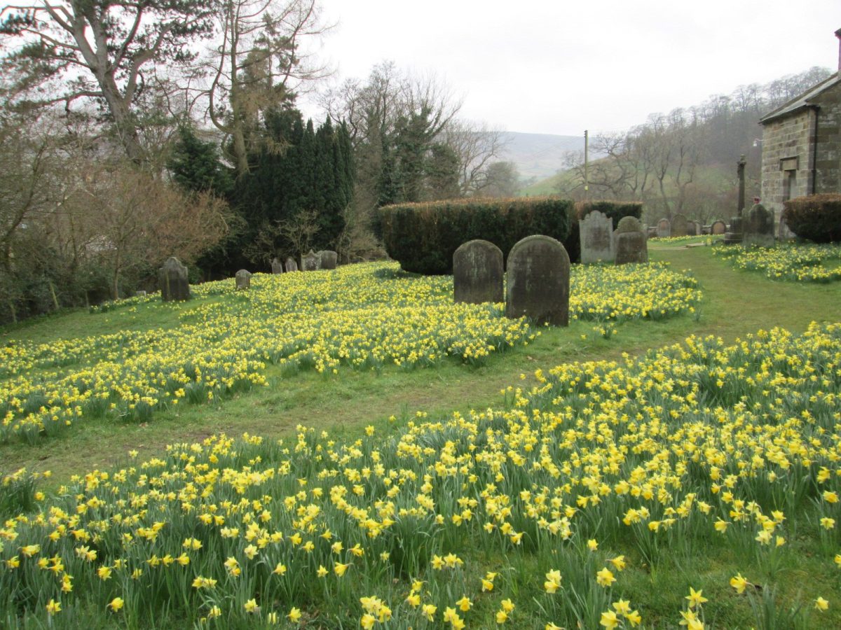Farndale daffodils