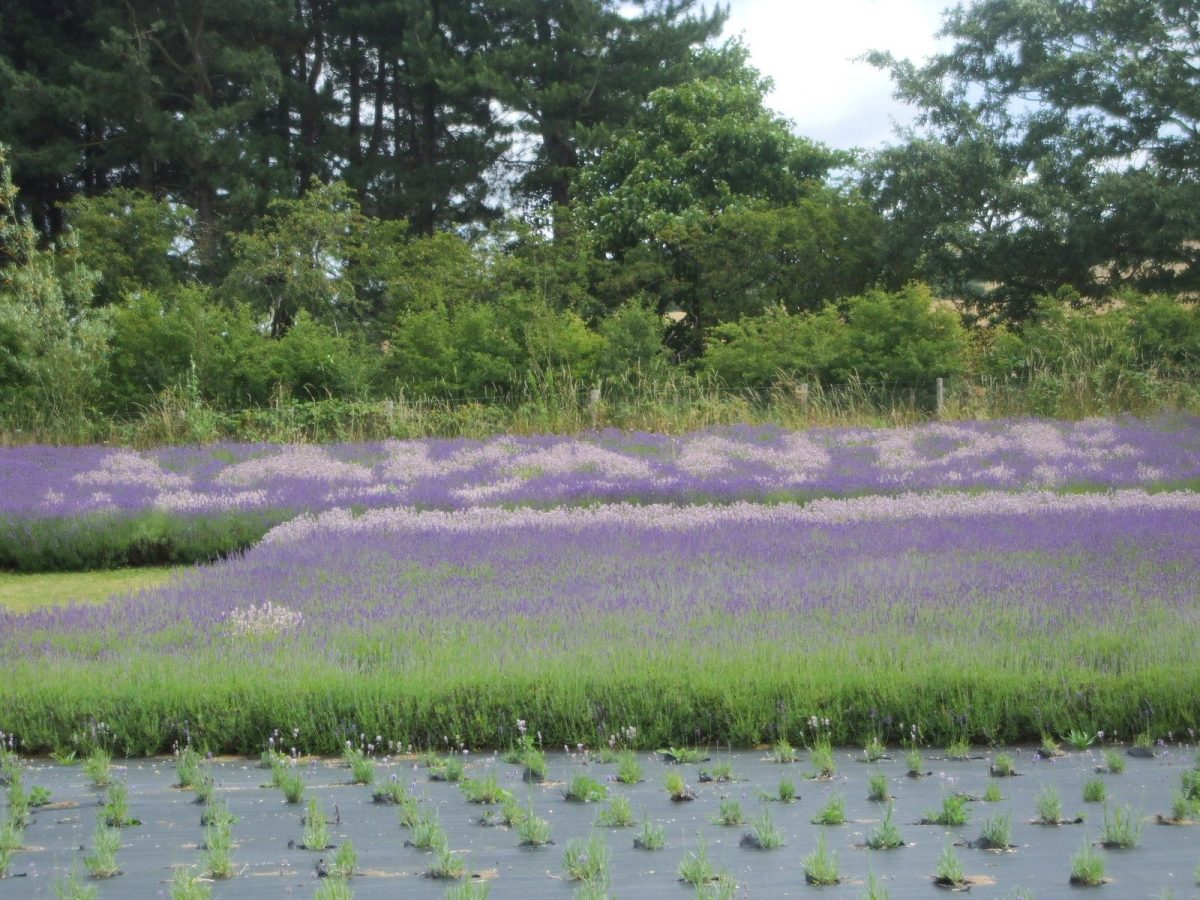 Yorkshire Lavender