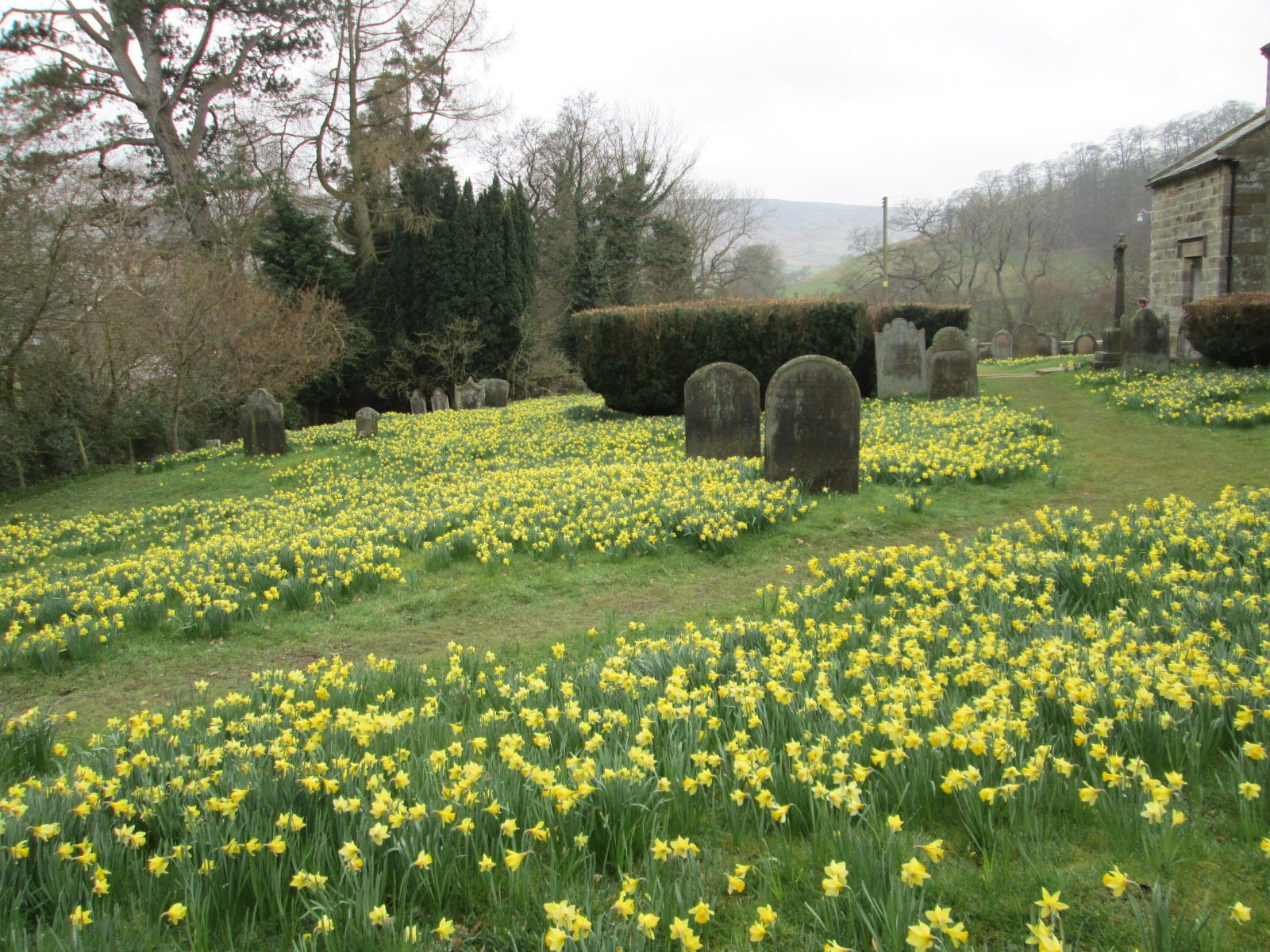 Farndale daffodils