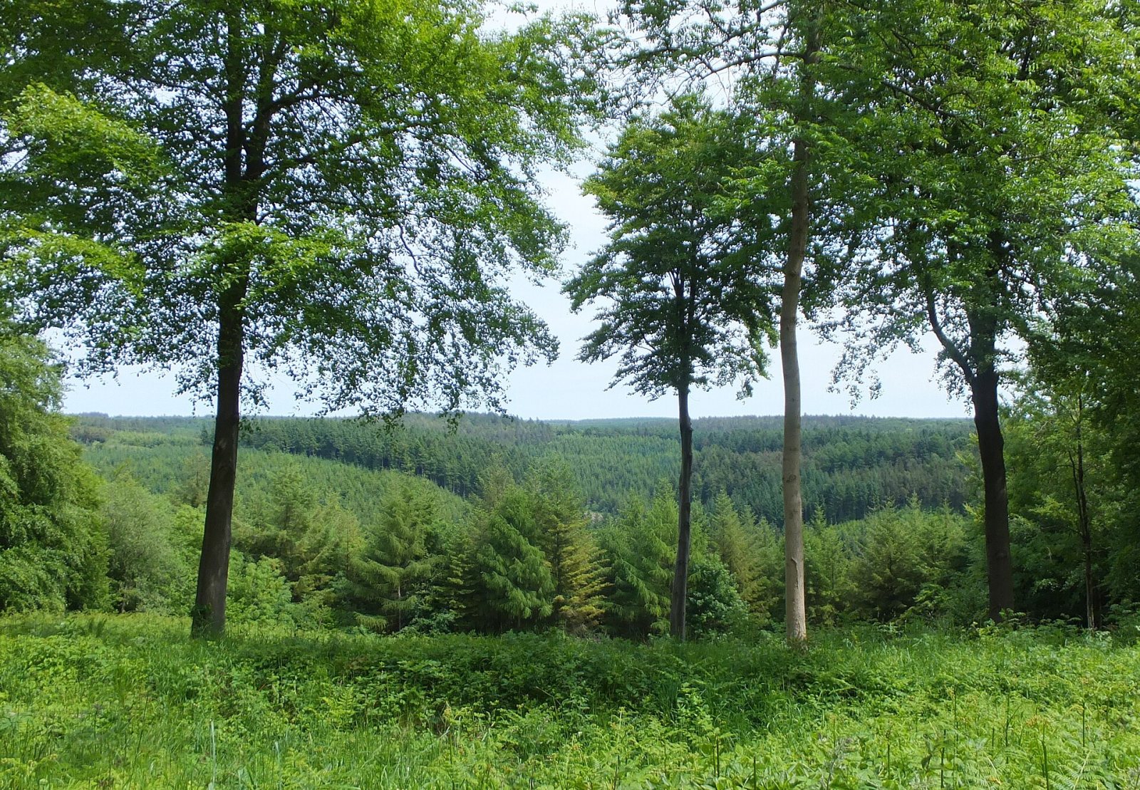 Go Ape Dalby Forest