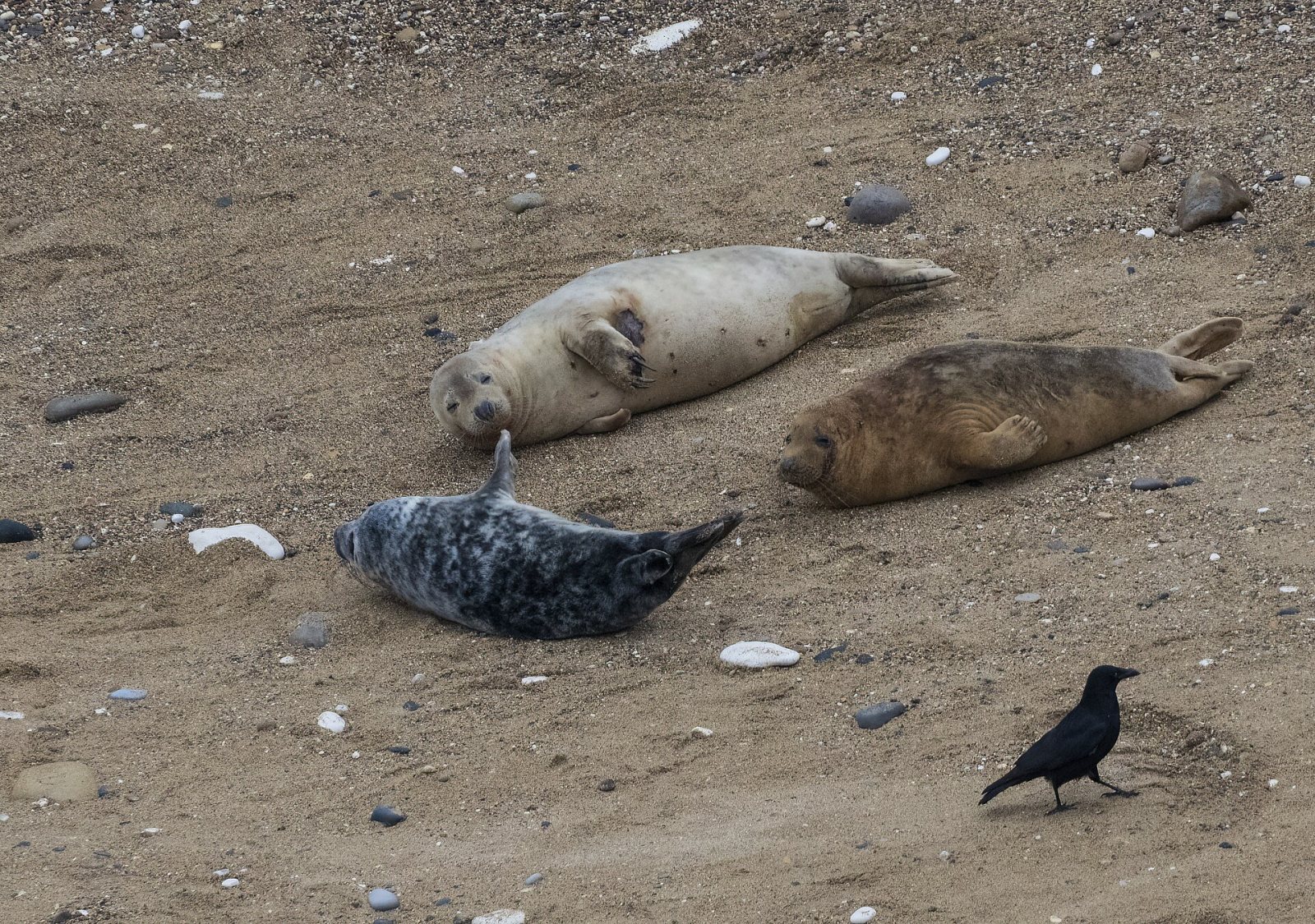 Ravenscar seal colony