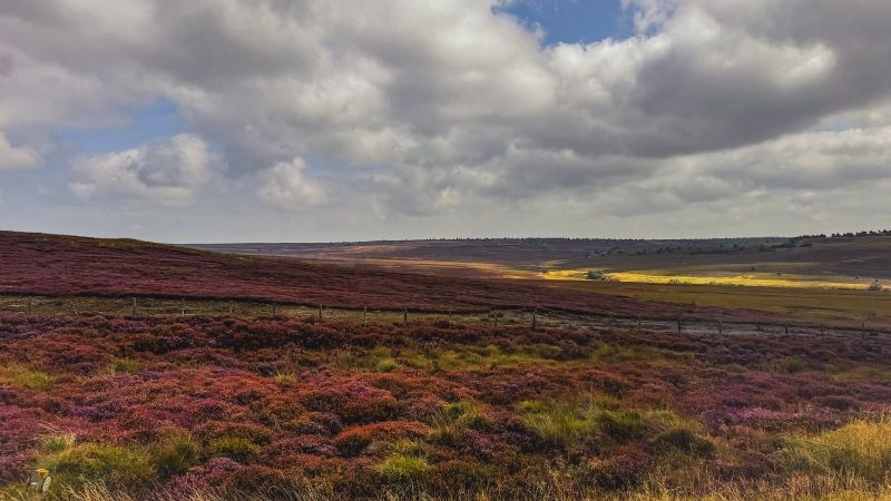 Heather season: the moors in purple