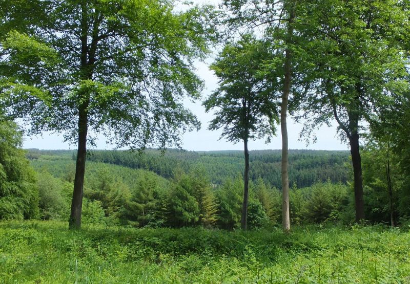 Dalby Forest