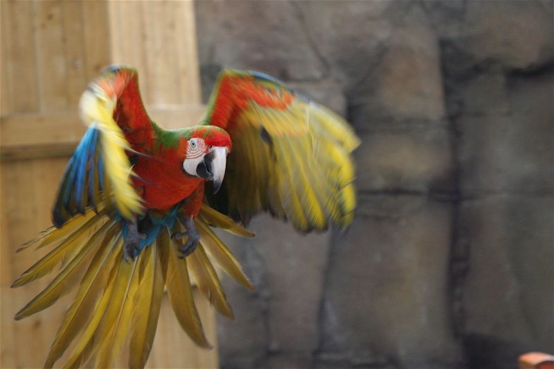 Flamingo Land