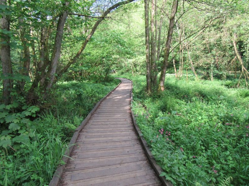 Forge Valley Woods