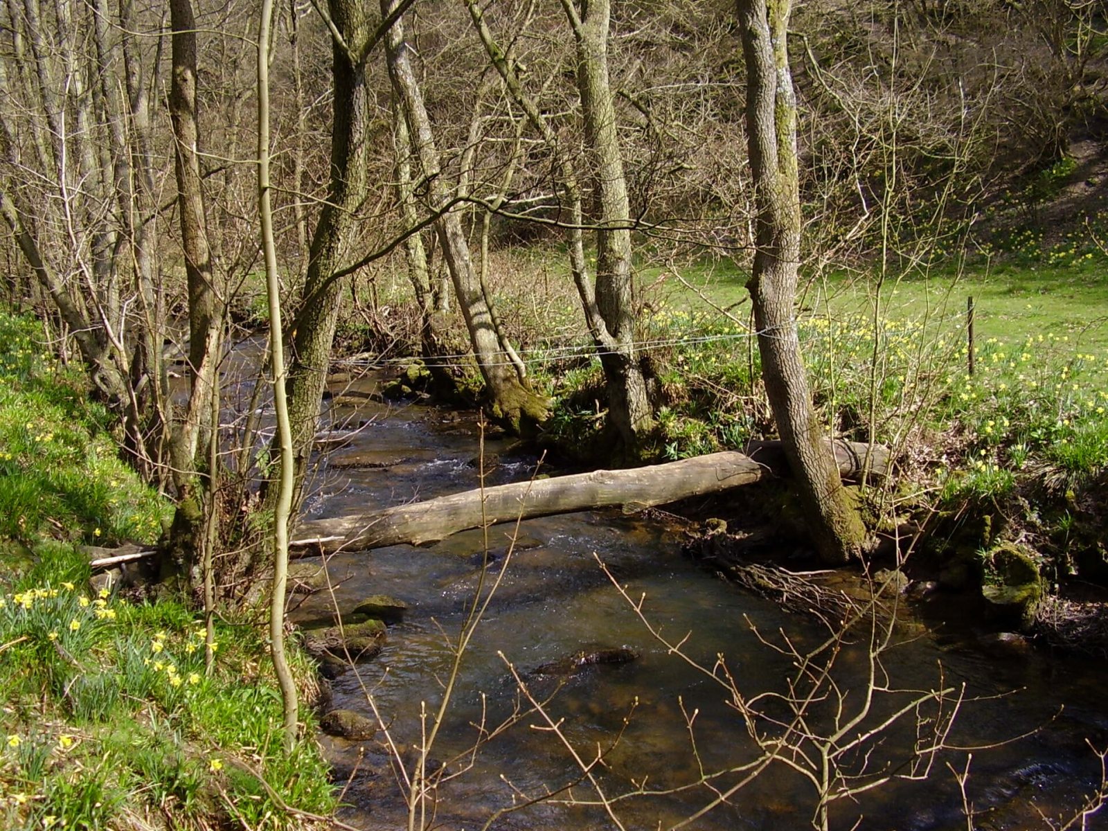 Farndale daffodil walk